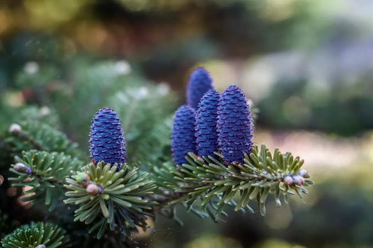 Korean Fir Tree Seeds - 20 Pack - Blue Cones - Abies koreana - Ships from Iowa
