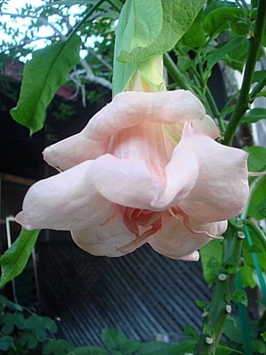 10 Baby Pink Angel Trumpet Seeds - Brugmansia Datura - Flower Seeds for Garden