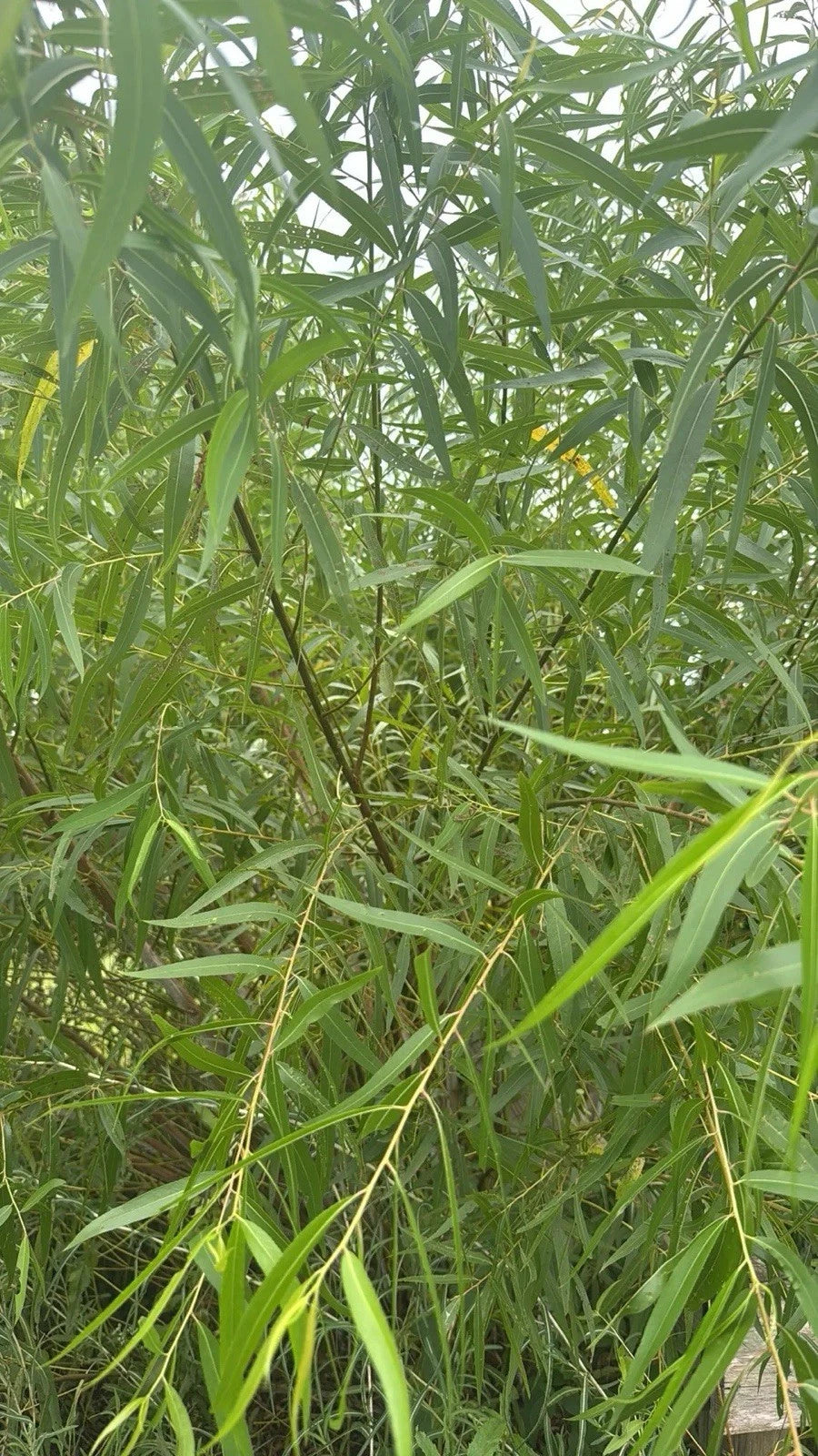 25 Unrooted Cuttings Black Willow Salix Nigra for Rooting | Ornamental Privacy Plant