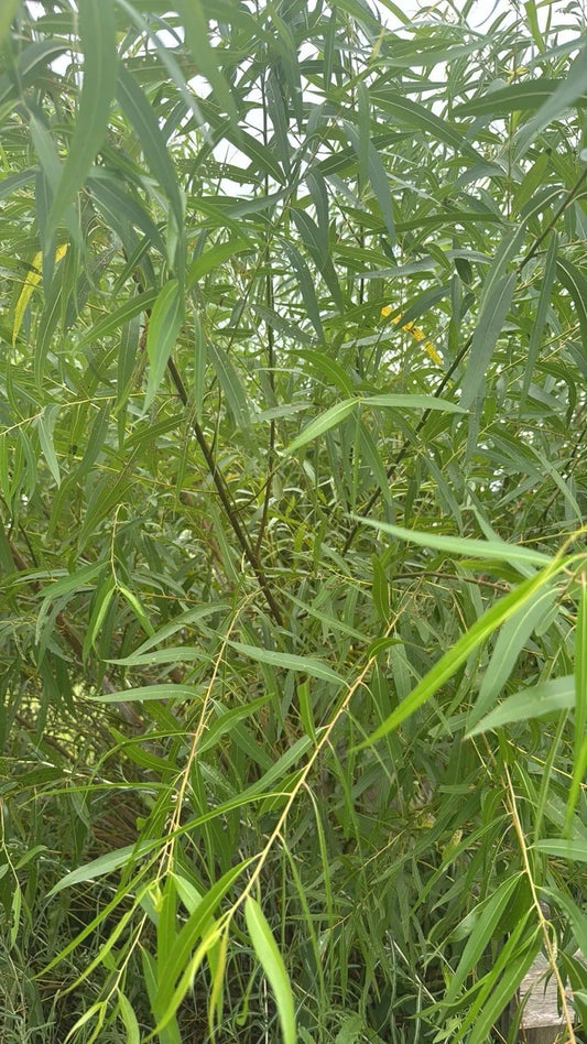 25 Unrooted Cuttings Black Willow Salix Nigra for Rooting | Ornamental Privacy Plant