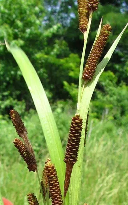 planting cattail seeds Pinecone Cattail Seeds for Planting (50 Seeds) - Carex shortiana