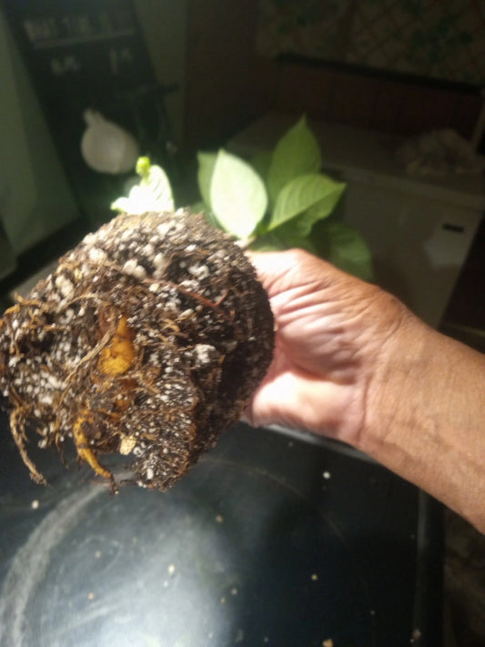 Baobab Tree Plant - Large 4-Inch Round Pot - Adansonia Digitata - Fully Rooted, 23-25 Inches Tall