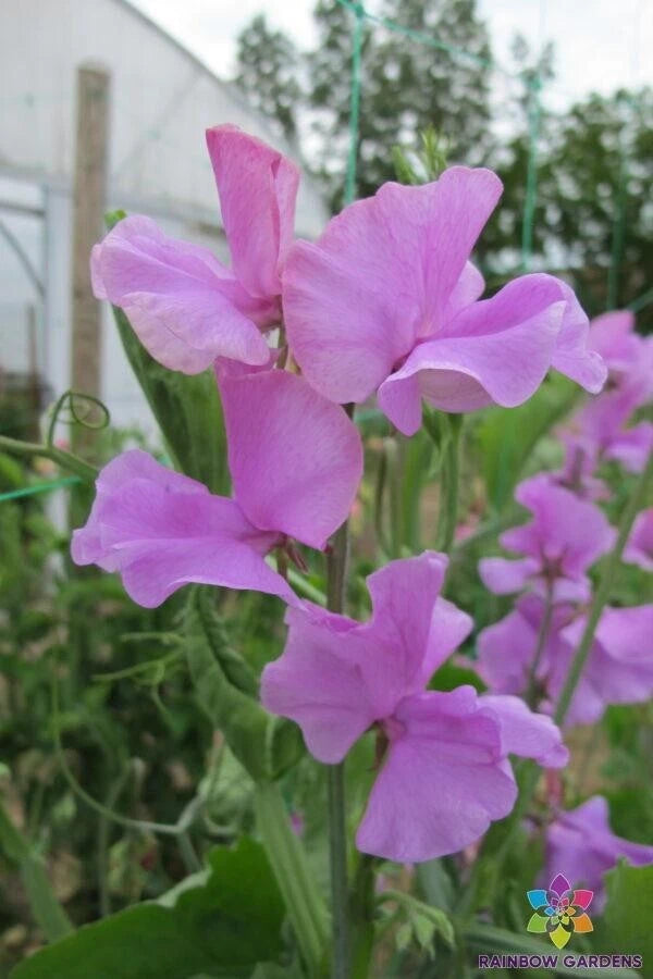 Marion Sweet Pea Seeds - 50+ Pack for Garden Planting - Lathyrus odoratus - USA Grown, Free Shipping