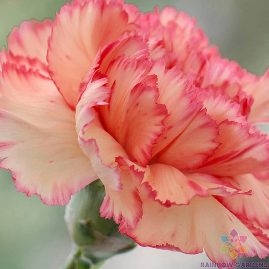 200+ Rock Pink Carnation Seeds for Garden Planting, Dianthus caryophyllus, USA, Non-GMO, Easy to Grow