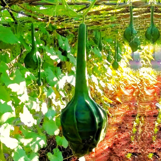 Caveman's Club Gourd Seeds - Maranka Large Variety for 2025 Planting - Unique Heirloom Vegetable Seeds
