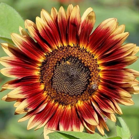 Indian Blanket Sunflower Seeds - 50+ Native Wildflower Seeds for Pollinators & Cut Flowers - Easy to Grow