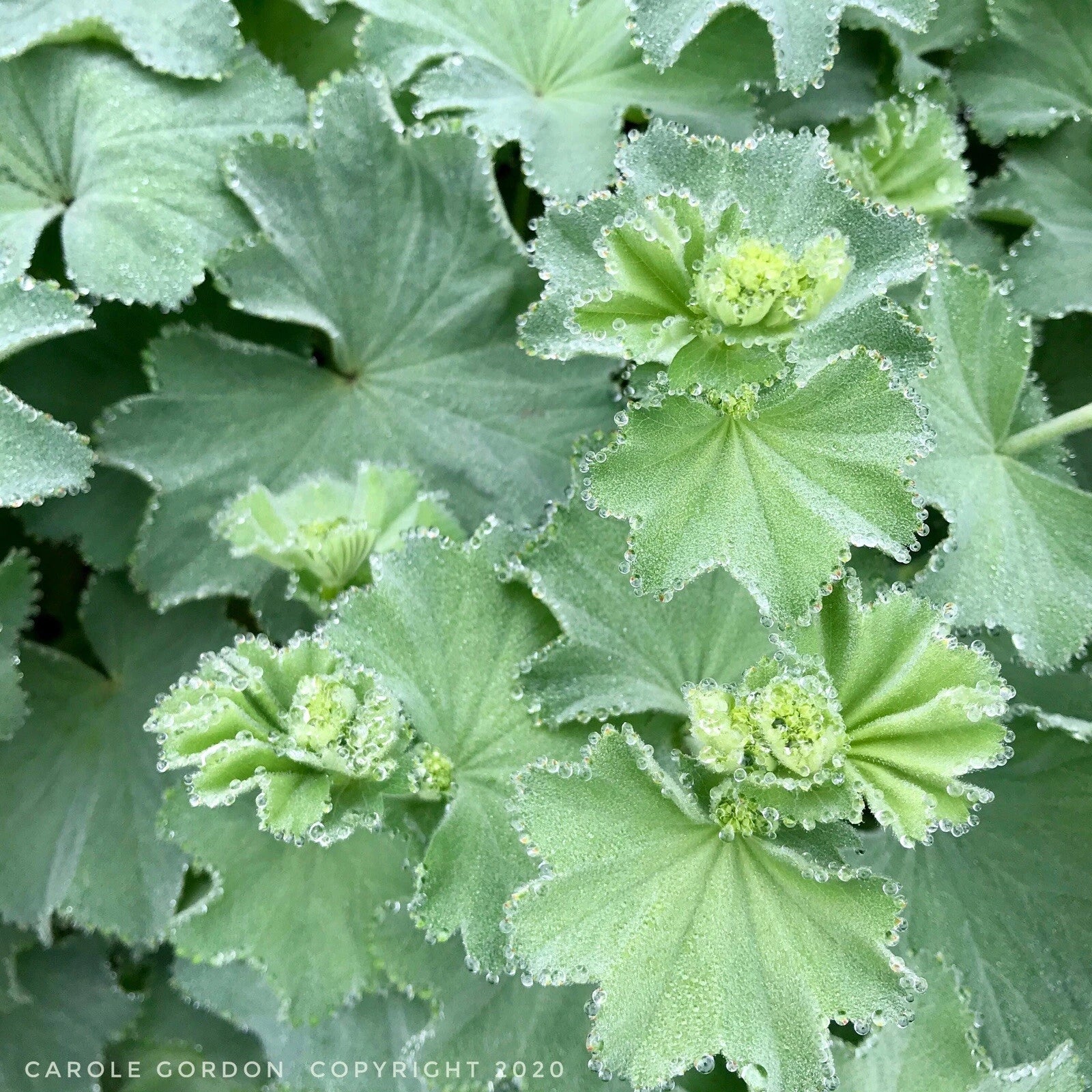 Lady's Mantle Bare Root Starter Plants - Alchemilla Mollis Perennial - 2 Pack - USA Grown