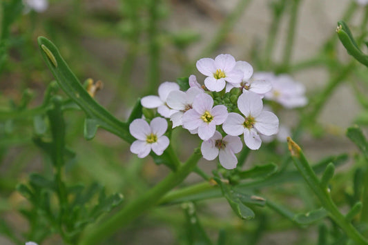 Cakile edentula Flower Seeds - 20+ American Searocket Seeds for Garden Planting