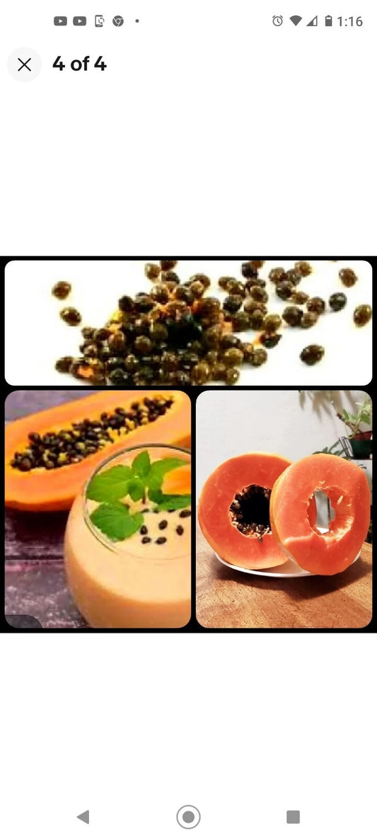 Maradol Papaya Seeds 25+ Sweet Tropical Juicy Edible Fast-Growing Carica papaya