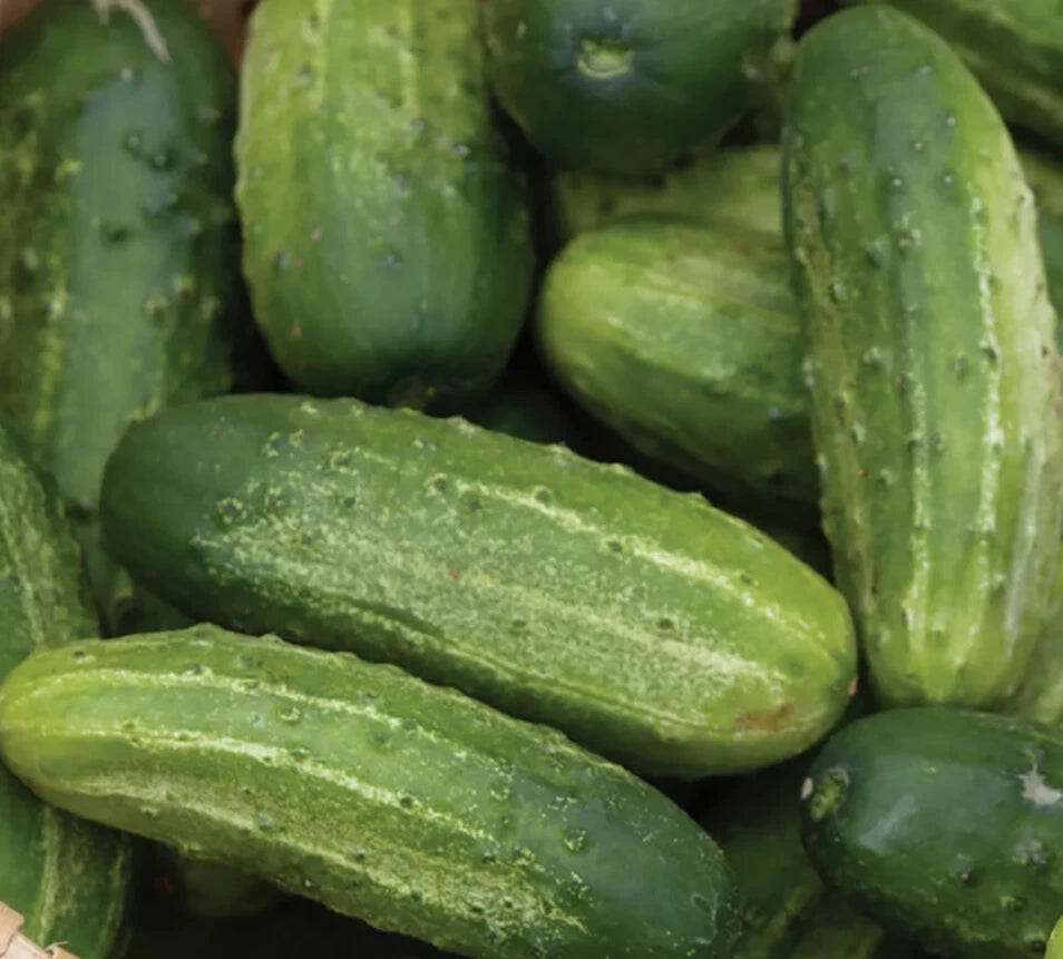 Wisconsin Cucumber Seeds 50+ SMR 58 Pickling Vegetable Garden, Cucumis sativus, Non-GMO, Heirloom