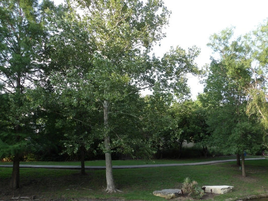 American Sycamore Tree - Buttonwood Variety - Platanus occidentalis - P Glabrata Button Ball