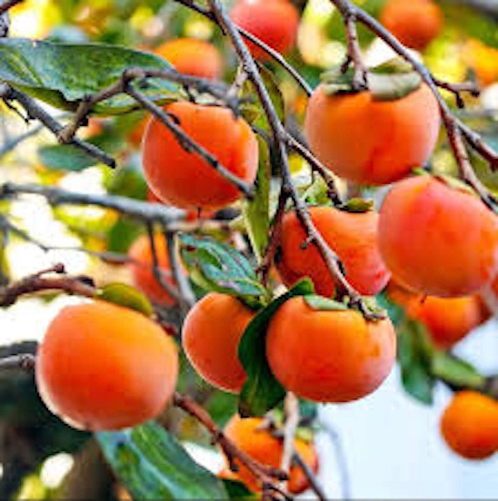 Live American Persimmon Tree 12-24in Diospyros virginiana Bare Root, Deciduous Fruit Tree, Sweet Tangy Fruit, Eastern U.S. Native