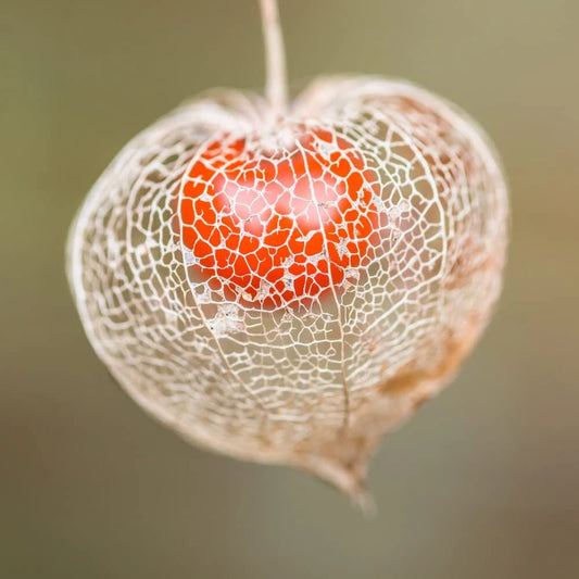 Chinese Lantern Seeds | 100+ Seeds | Bright Orange Blooms | Physalis alkekengi