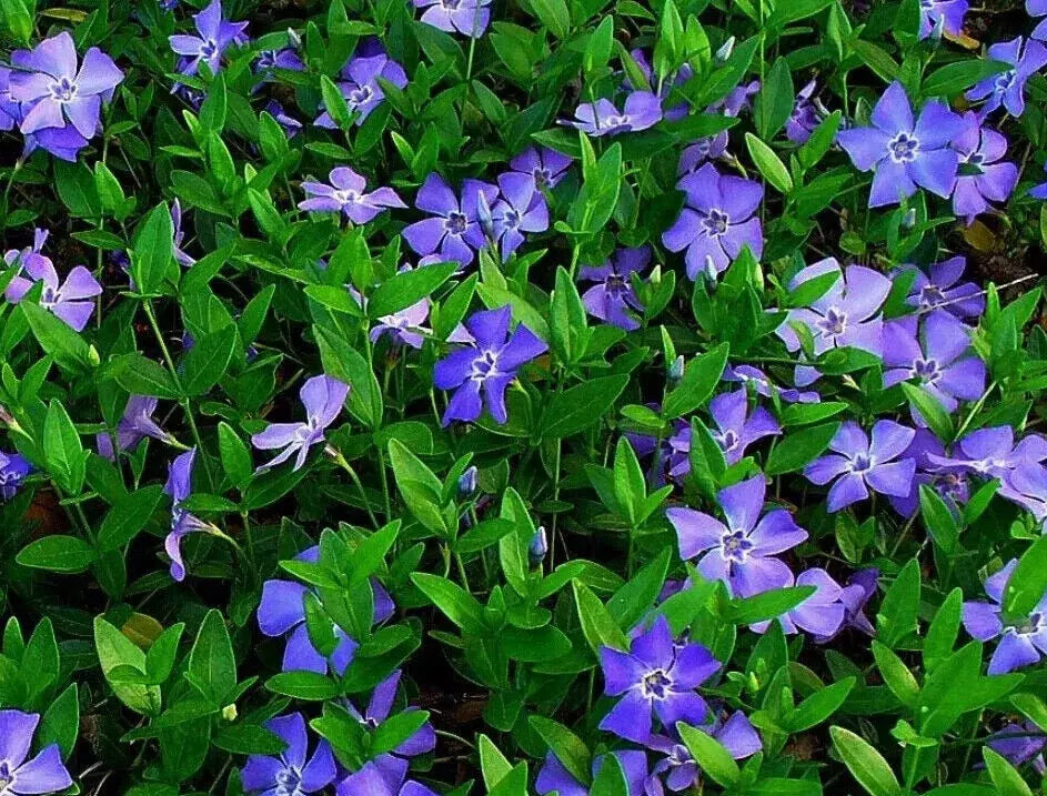 Creeping Myrtle Ground Cover 50 Pack Vinca Minor Periwinkle Evergreen Perennial Drought-Resistant Plants for Zones 4-8