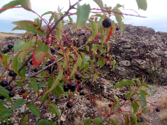 Black Cherry Tree Seeds - Prunus serotina - Wild Cherry - Organic, Non-GMO, Free Shipping