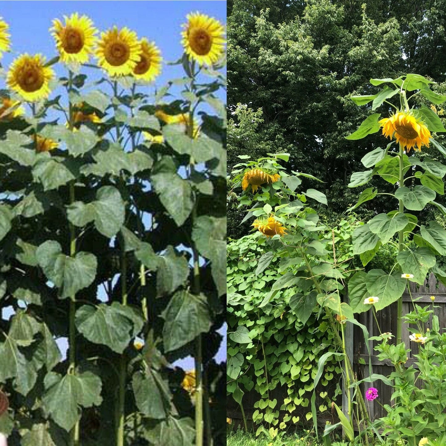 Mammoth Black Russian Sunflower Seeds - 26+ Organic Annual Wildflower, Helianthus annuus, Easy to Grow