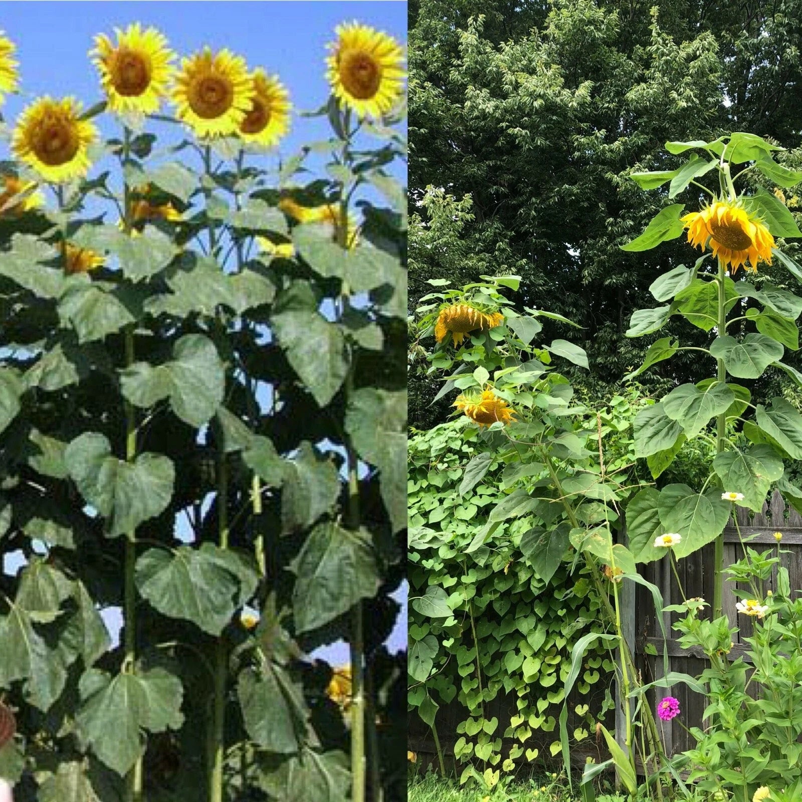 Mammoth Black Russian Sunflower Seeds - 26+ Organic Annual Wildflower, Helianthus annuus, Easy to Grow