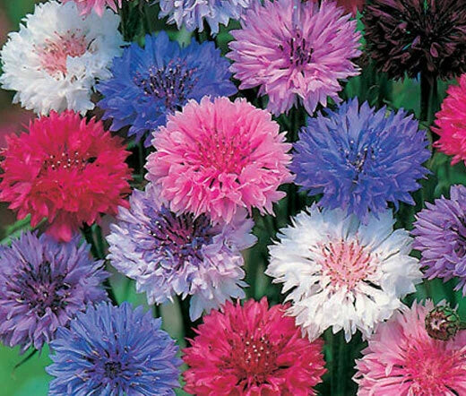 Bachelor's Buttons Seeds - Polka Dot Mix Dwarf - 570 Seeds - Centaurea cyanus - GroCo USA