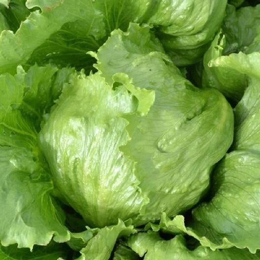 Iceberg Lettuce Seeds - 100 Pack - Non-GMO, Organic, Pesticide Free - Lactuca sativa