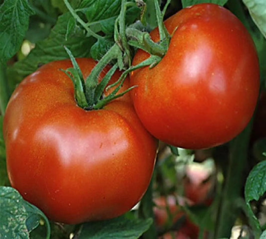 Marglobe Tomato Seeds, Heirloom NON-GMO, Perfect for Salads, Various Sizes, Solanum lycopersicum