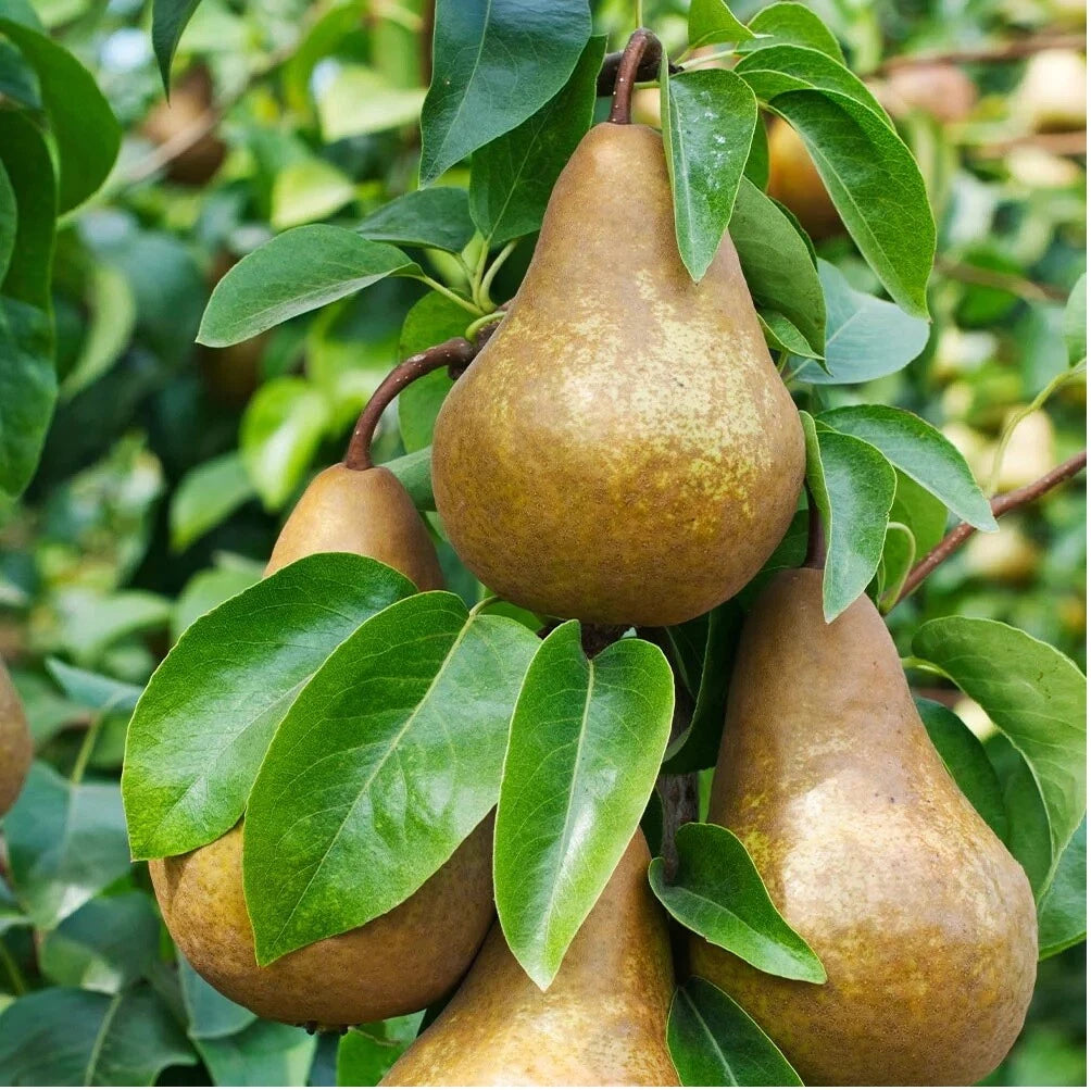 Bosc Pear Seeds - Edible Fruit Tree - Pyrus Pyrifolia - Native Variety for Home Gardening