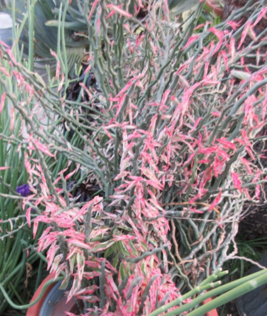 Devil's Backbone Cuttings - 10 Zig Zag Redbird Variegated - Pedilanthus Tithymaloides