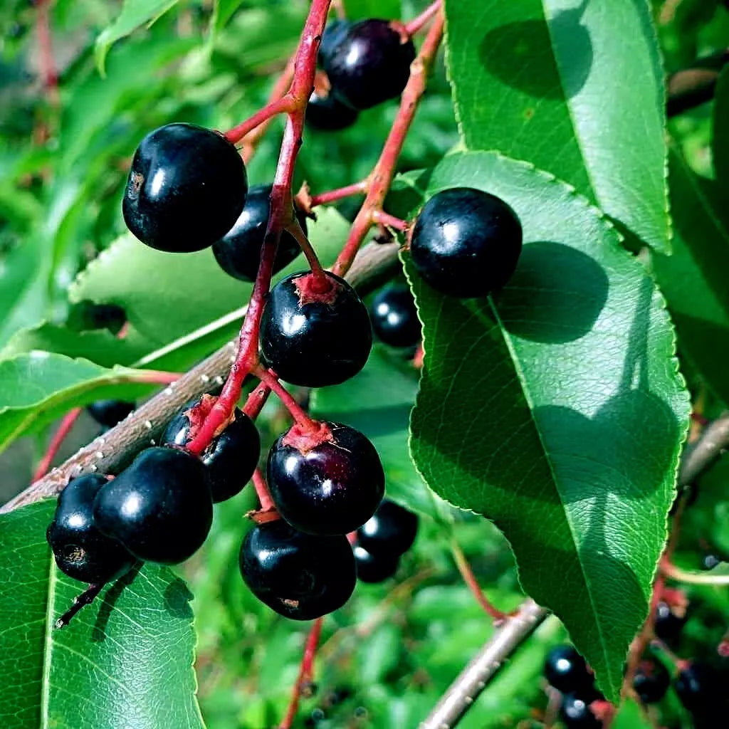 Black Cherry Tree Seeds - Hardy Fast Growing - Fall Color - Prunus serotina