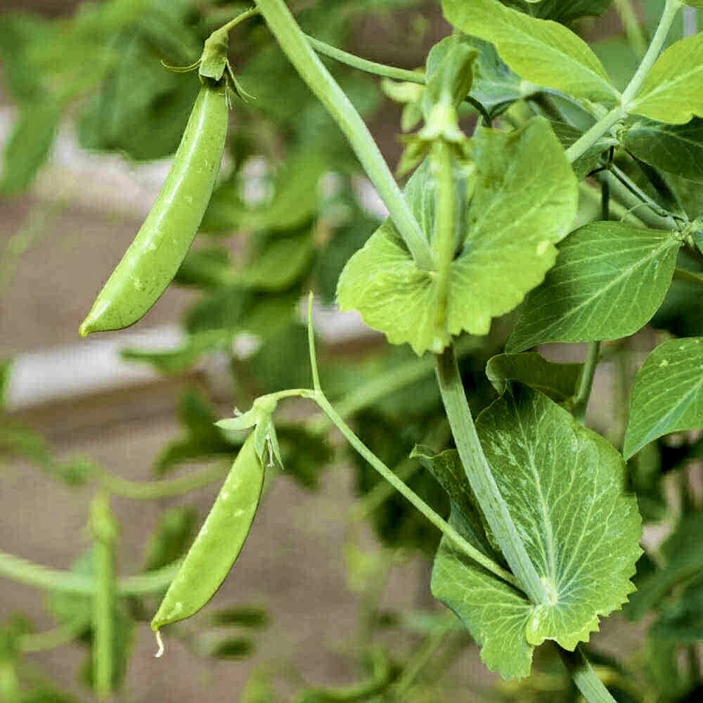 Sugar Snap Pea Seeds - 30 Heirloom Non-GMO Pod Peas for Vegetable Garden - Pisum sativum