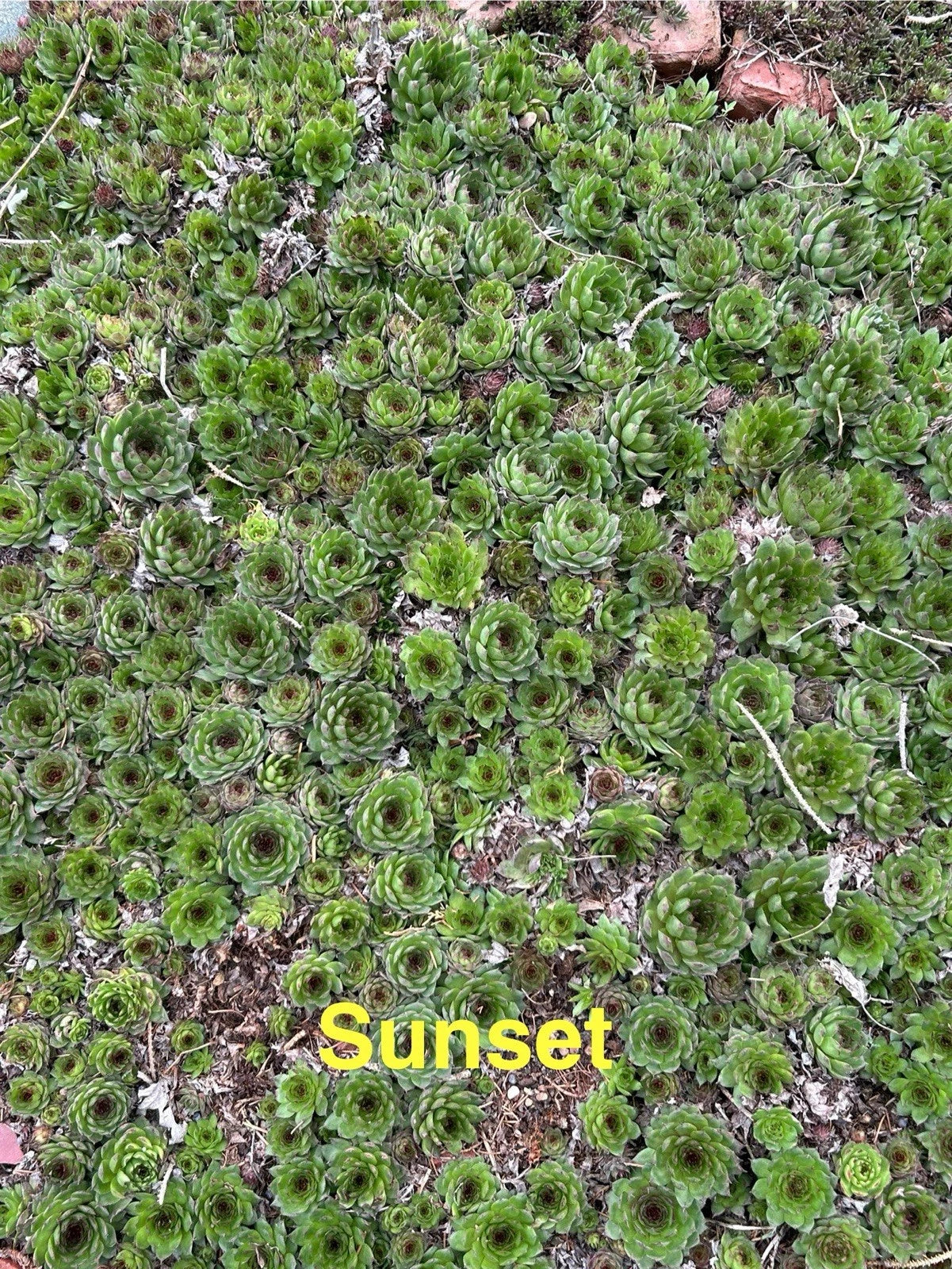 Sunset Hardy Hens and Chicks Succulents - 10 Live Sempervivum Plants for Zones 4-8 - Perfect for Gardens and Pots