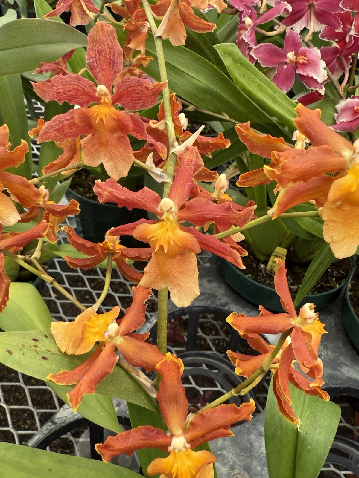 Orchid Plant Bulbs Mix - 3 Surp Bate Root + 2 Free - Exotic Blooms for Home Garden - Ideal for Indoor Display
