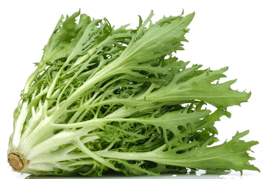 Green Curled Endive Seeds | Non-GMO | Fresh Garden Seeds | Cichorium endivia