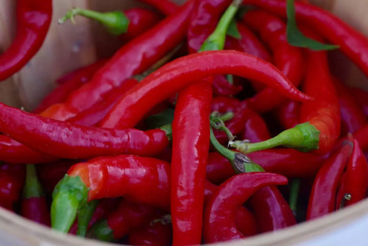 30+ Seeds Red Thin Hot Pepper Chili Erjintiao - Chinese Hot Pepper Seeds for Planting (Capsicum annuum)