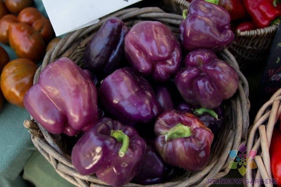 25+ Merlot F1 Sweet Pepper Seeds - Non-GMO Vegetable Seeds for Garden Planting - Capsicum annuum