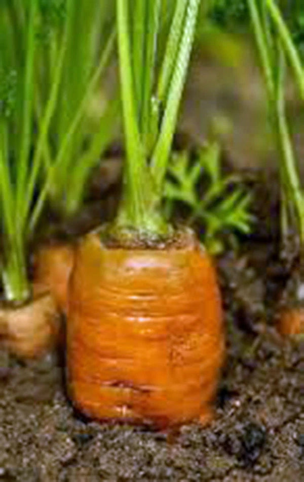 Carrot Seeds, 50+ Heirloom Danvers 126, Organic Vegetable Seeds, Non-GMO Carrot Variety