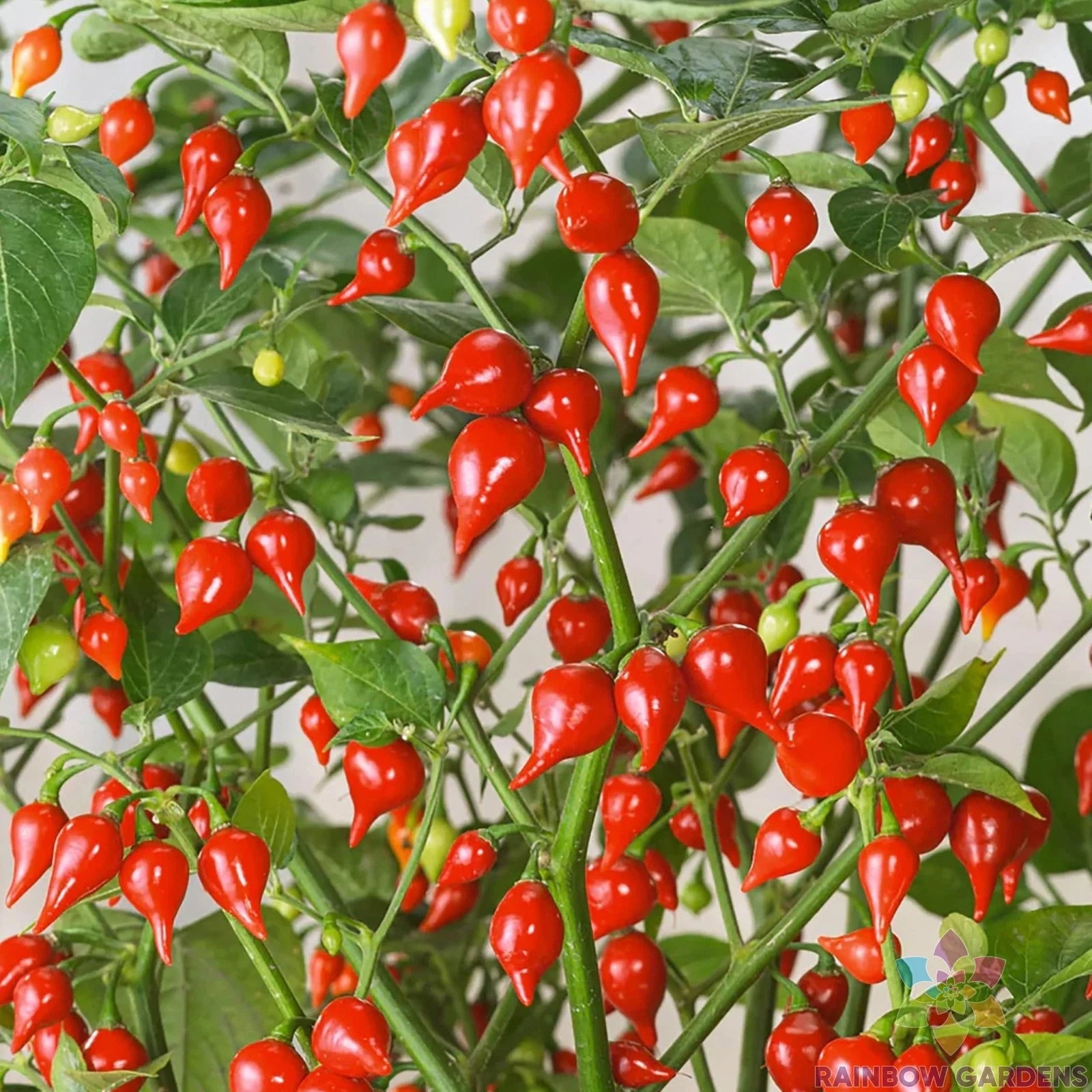 25+ Pimenta Biquinho Sweet Pepper Seeds - Heirloom Variety for Home Garden - Capsicum chinense - USA