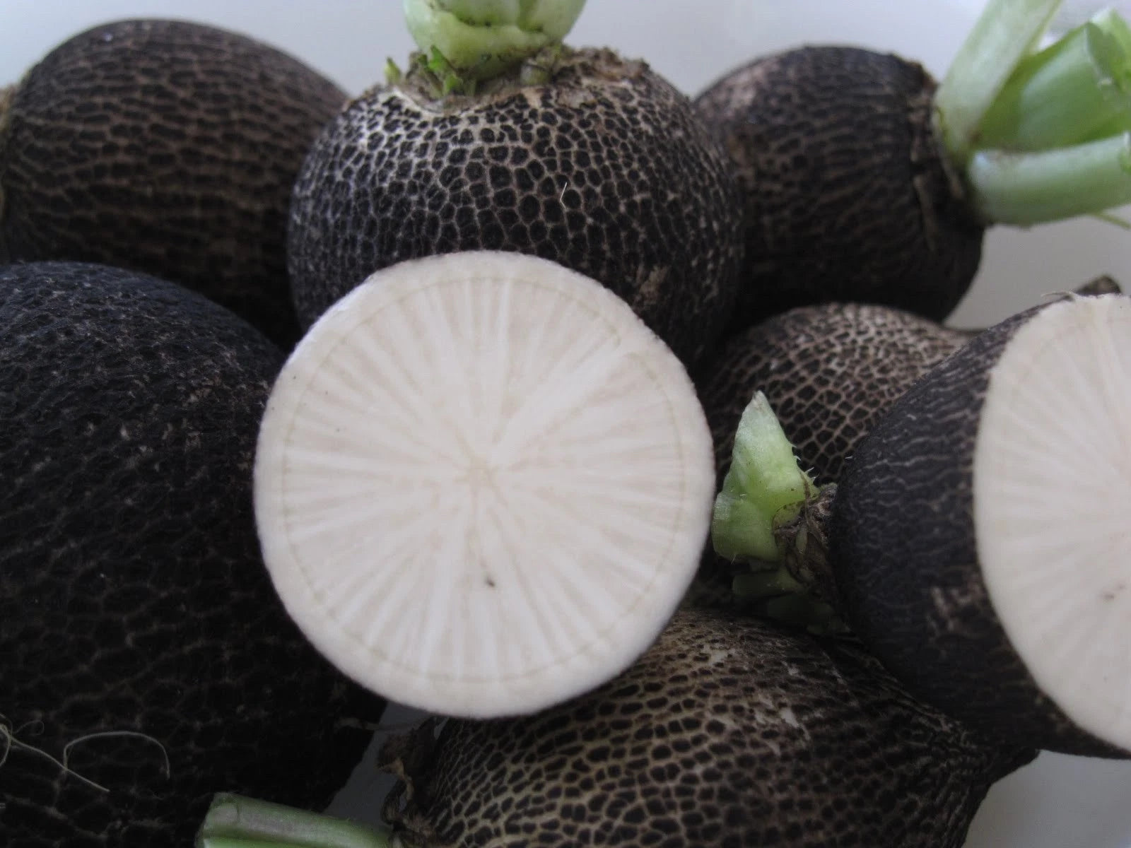 Black Spanish Radish Seeds - Fresh Heirloom Vegetable Seeds - Raphanus sativus