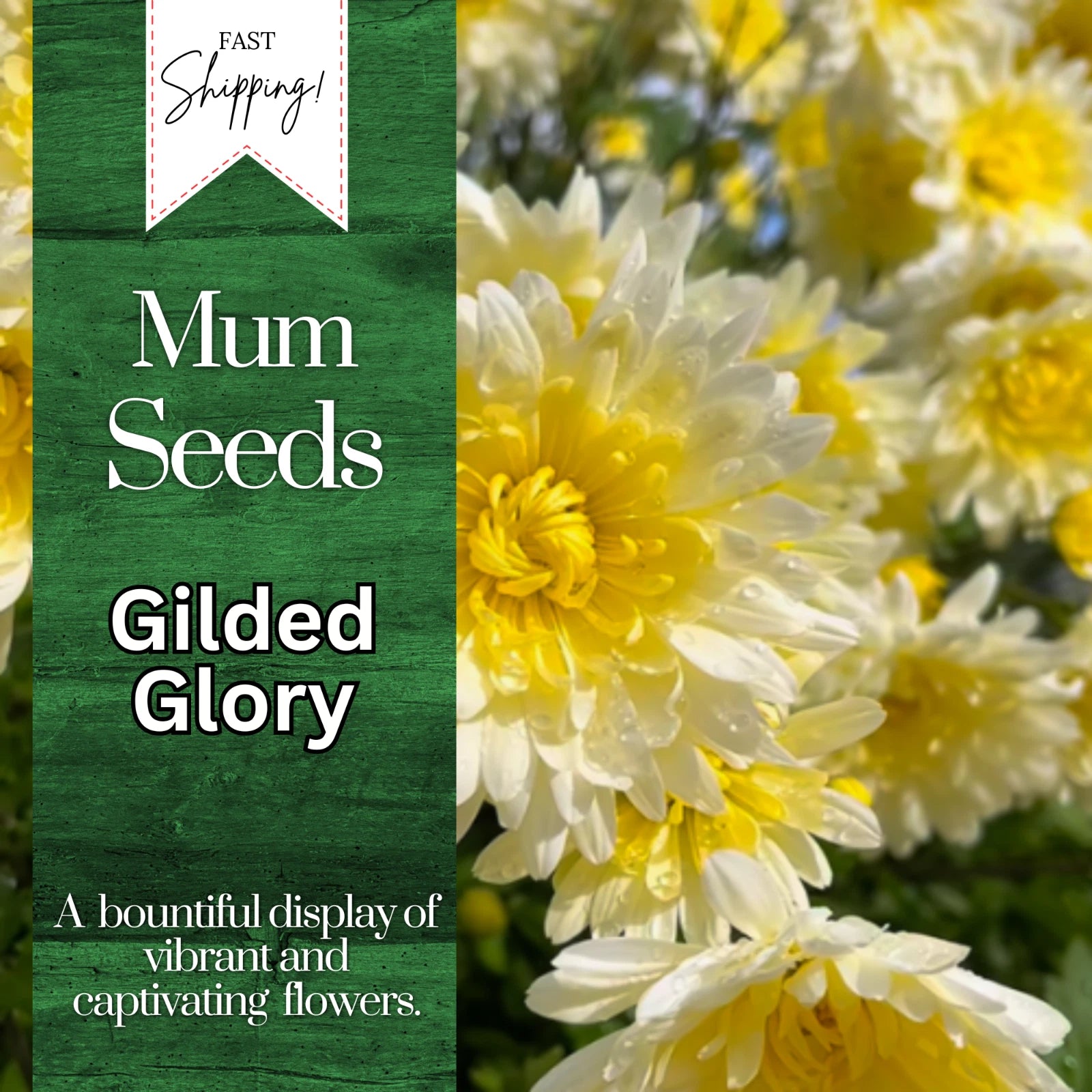 Chrysanthemum Seeds - Gilded Glory Variety, 200+ Annual Flower Seeds for Garden Planting, Mum Flower Seeds