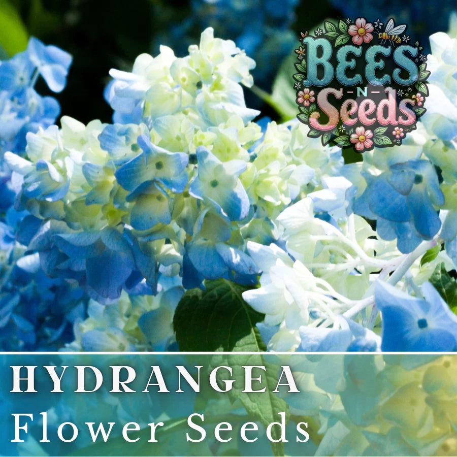 Bicolor Sonata Hydrangea Seeds - 85 or 250 Non-GMO Flower Seeds - Hydrangea macrophylla