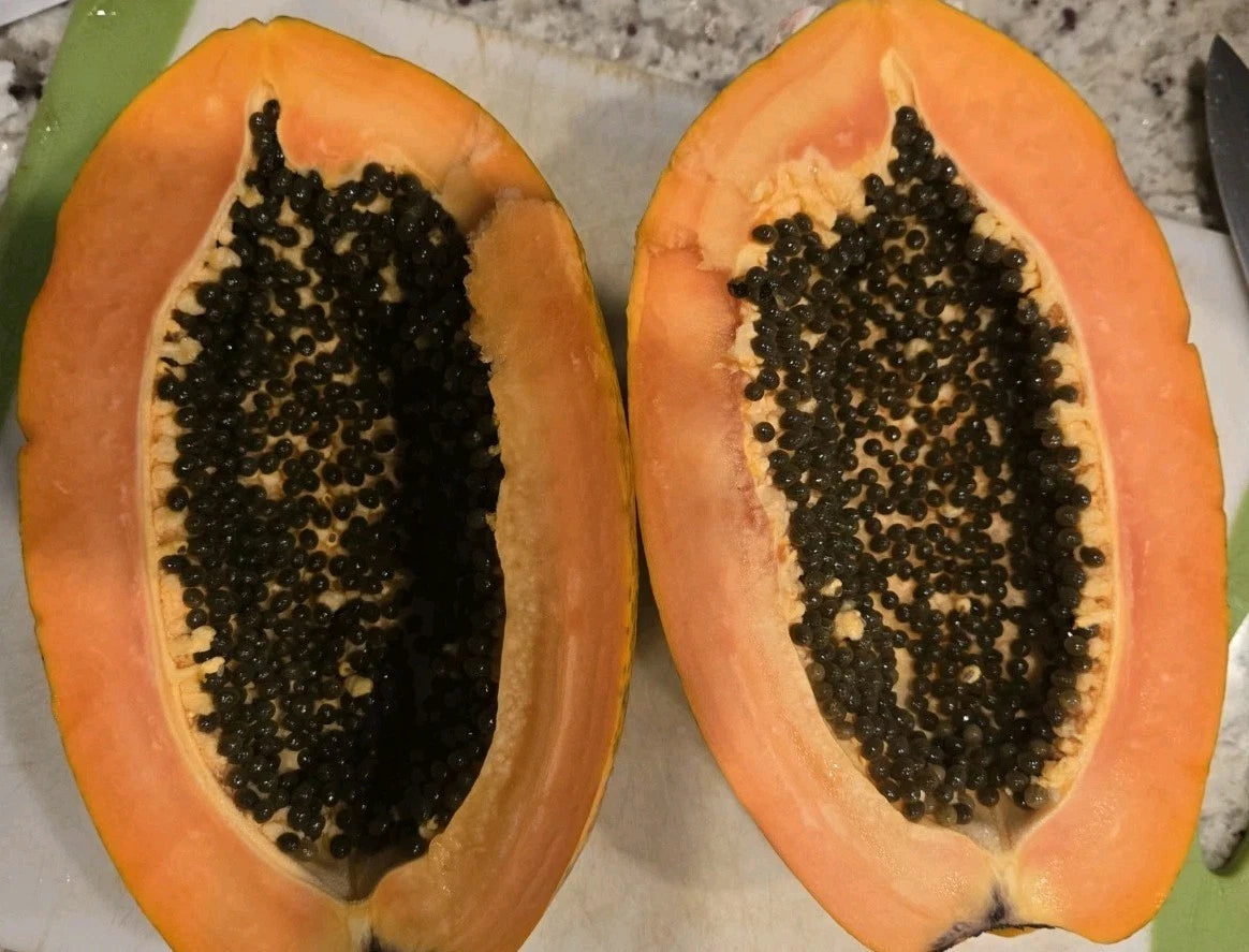 Red Heart Creamy Papaya Seeds - 50 Fresh Seeds for Home Garden, Carica papaya