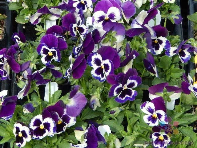 200+ Sorbet XP Purple Pansy Seeds - Viola - Flower Seeds for Garden - USA - Free Shipping