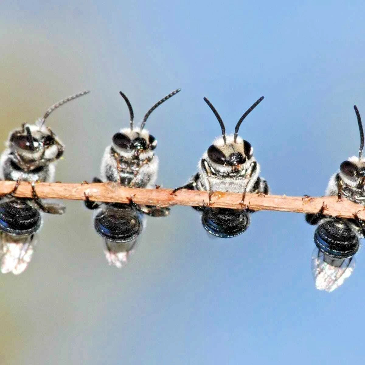 Beneficial Insect Wildflower Mix Seeds - 2000+ Seeds - 7 Varieties of Native Annual & Perennial Wildflowers - Eco-Friendly Gardening