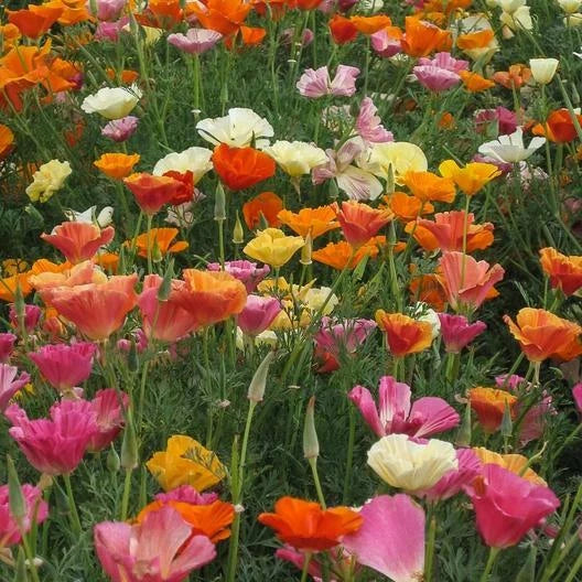 California Poppy Seeds - MISSION BELLS MIX - Brilliant Colors - Non-GMO - 1000 Seeds - Eschscholzia californica