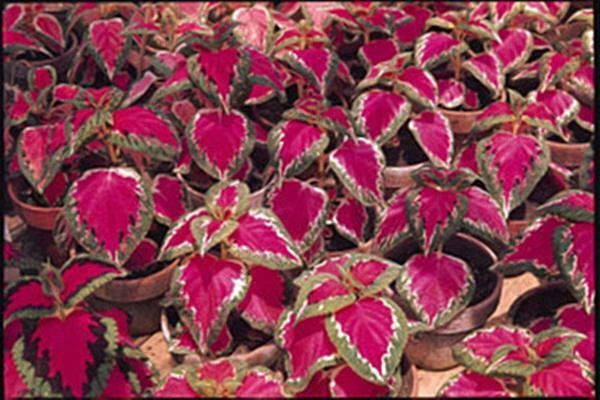 Coleus Seeds - Color Pride Variety - 40 Fresh Seeds - Plectranthus scutellarioides - FREE Shipping