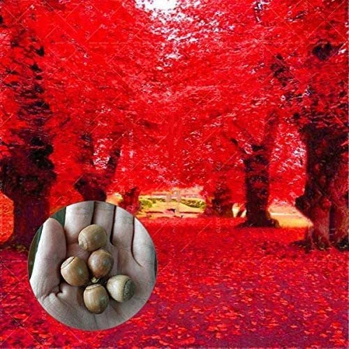 Red Oak Tree Seeds | 5 Seeds | Bonsai Variety | Quercus rubra, Highly Prized for Planting
