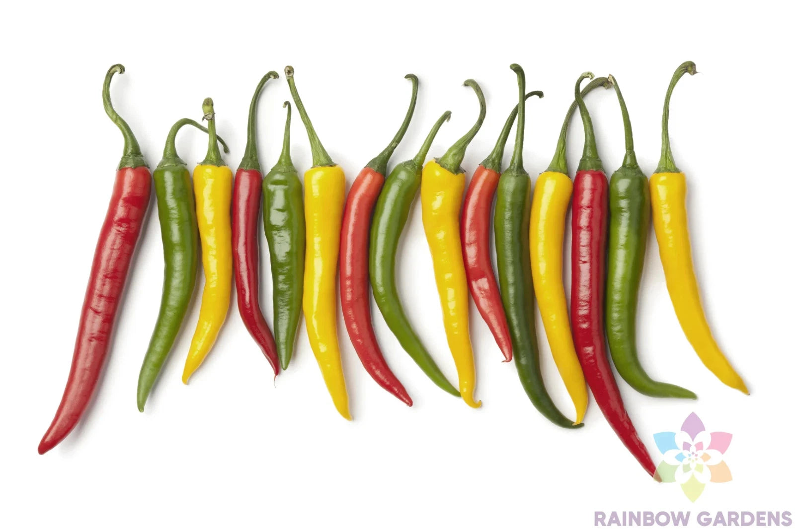 Charleston Hot Pepper Seeds - 25+ Pack for Gardening - Capsicum annuum - USA Grown