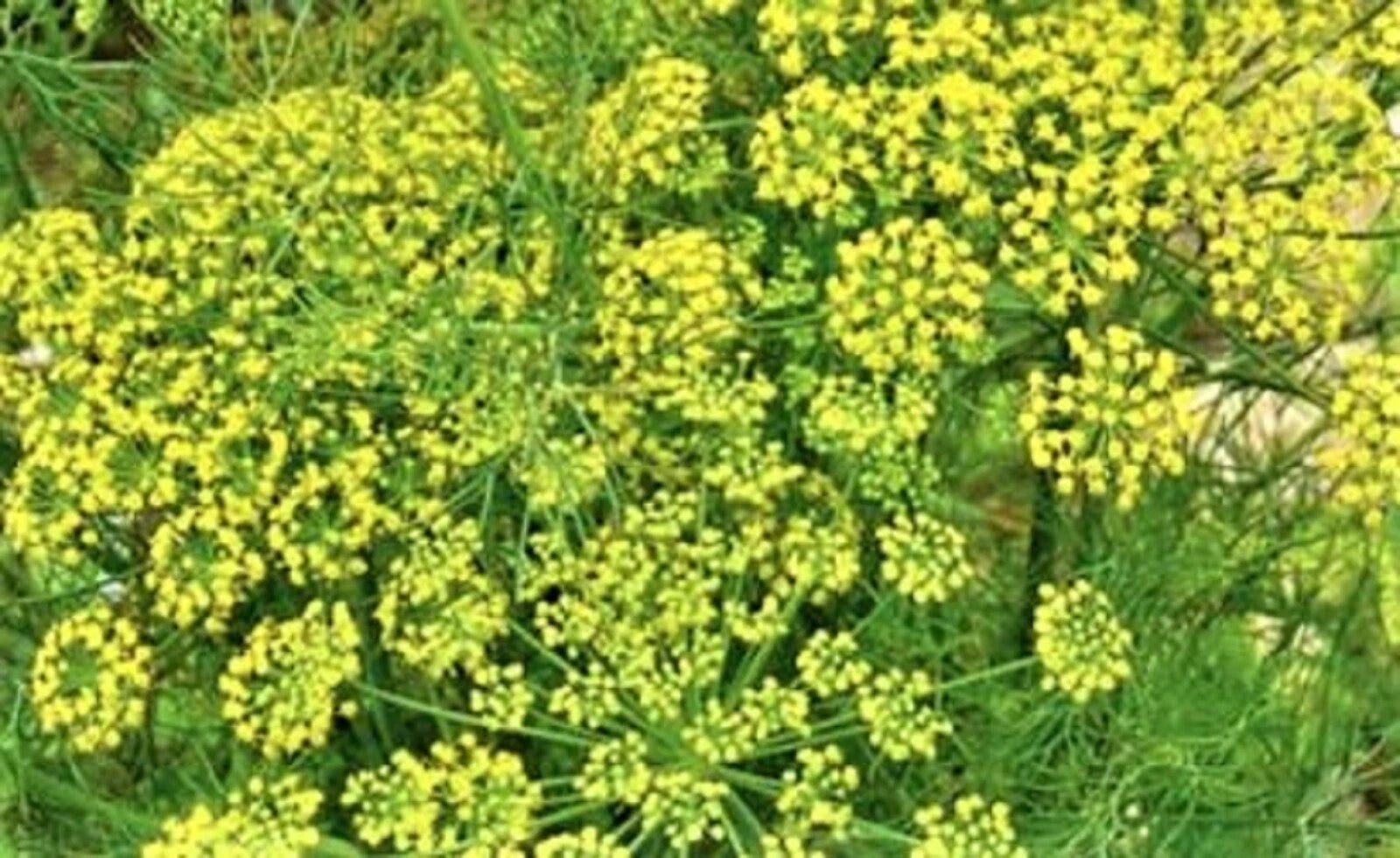 Mammoth Long Island Dill Seeds - 200+ Non-GMO Seeds for Herb Garden (Anethum graveolens)
