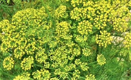 Mammoth Long Island Dill Seeds - 200+ Non-GMO Seeds for Herb Garden (Anethum graveolens)