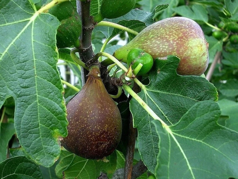 Olympian Fig Tree Plant 3-8 Inches Live Bare Root Ficus carica Sweet Purple Fruit