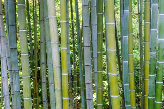 50 Bamboo Seeds - Phyllostachys edulis - Clumping Privacy Plant for Garden Shade Screen