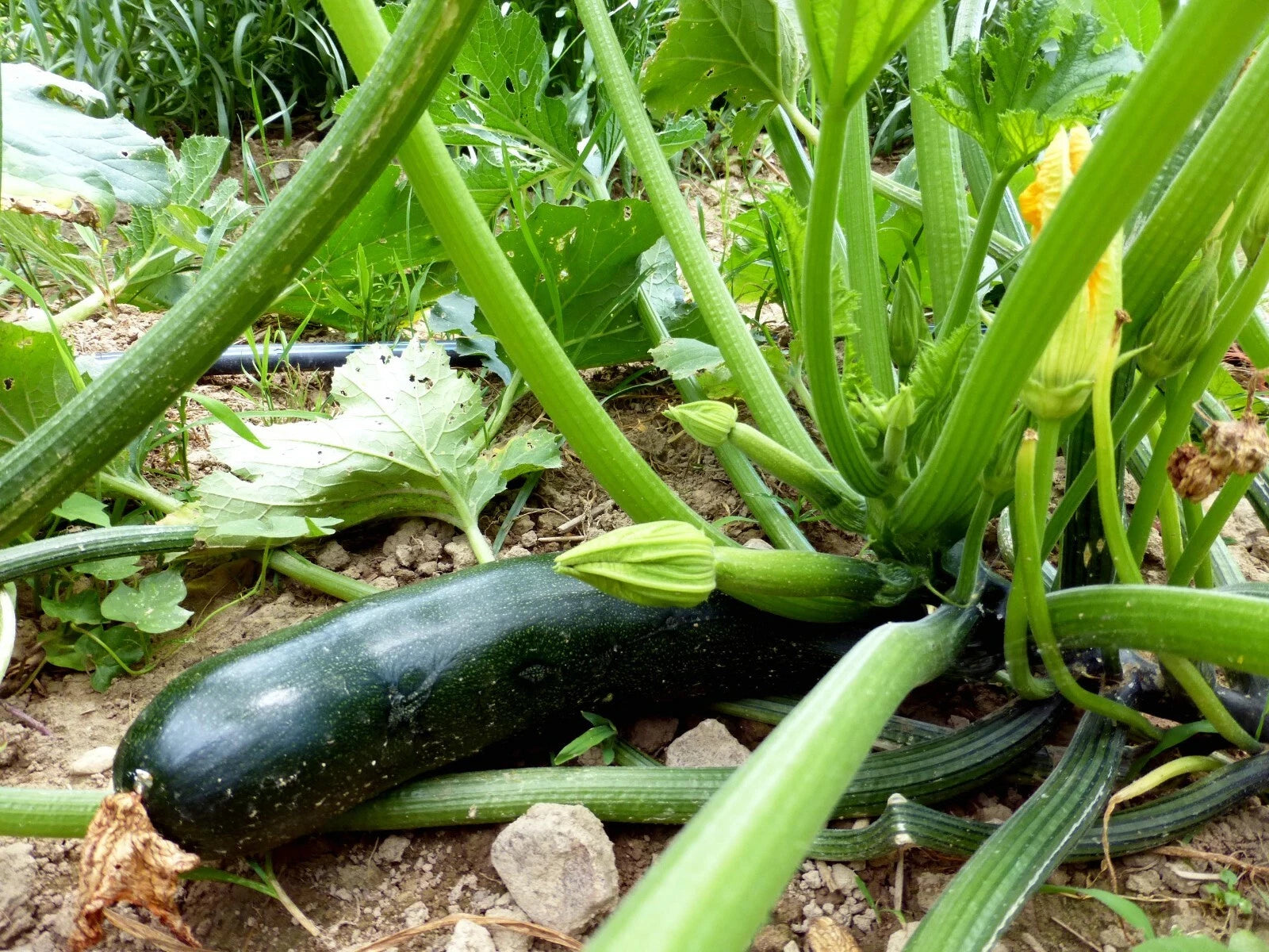 Black Beauty Zucchini Seeds, 1 Ounce, Non-GMO Summer Squash, Cucurbita pepo, Free Shipping
